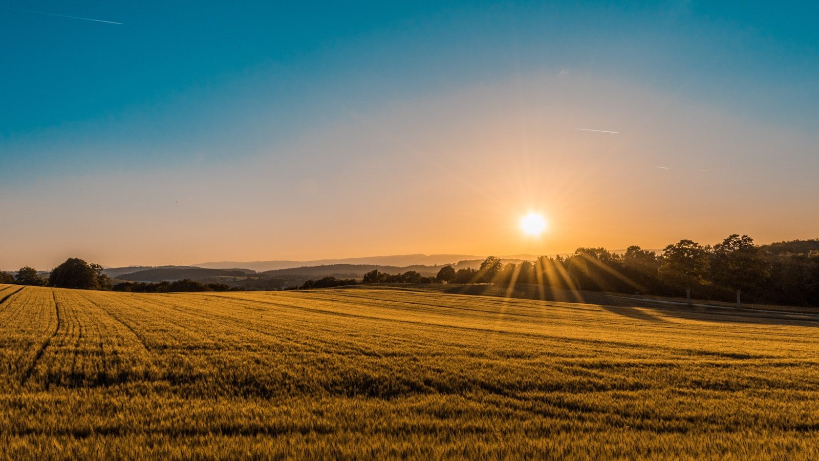 Goldenes Feld bei Sonnenuntergang