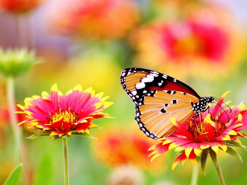 Blüten im Sommergarten